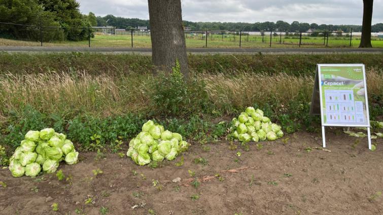 Stapels groene kooltjes langs een boom, met bordje bij een veld