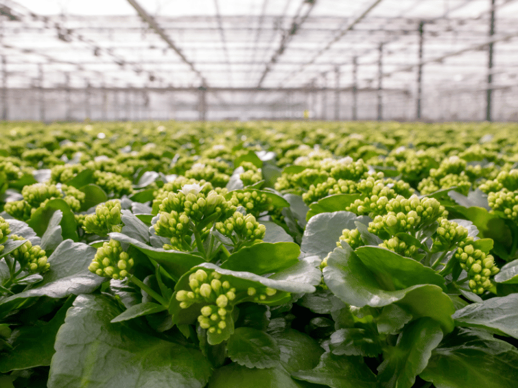 Groene planten met bloemknoppen in een kas, lage hoek met rijen tot in de verte.