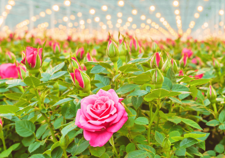 Roze roos in bloei tussen groene bladeren, met lichtslingers onscherp op de achtergrond.
