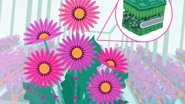 Illustratie van roze bloemen met een ingezoomd groen stuk stof in een cirkel