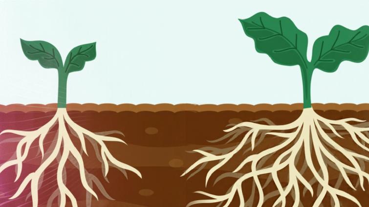 Illustratie van twee planten met wortels in doorsnede van de bodem
