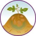 Aardappel