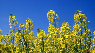 Gele bloeiende koolzaadplanten tegen een heldere blauwe lucht