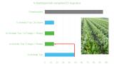Echte meeldauw in wortelNet zoals in de komkommer en de aardbeien is Taegro ook effectief op de echte meeldauw in wortelen. In deze wortel proef te Dronten 2024 is duidelijk te zien dat Taegro in een geïntegreerd schema met Amistar® Top de meeldauw bestrijdt. En zelfs op niveau van een chemisch schema blijft.