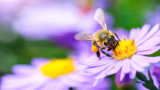 Operation PollinatorVergroten van biodiversiteit.Bekijk het hier 