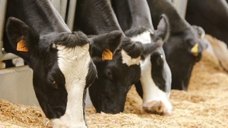 Meer info over gewasbescherming bij verschillende rassen maïs die gebruikt worden voor de veeteelt.