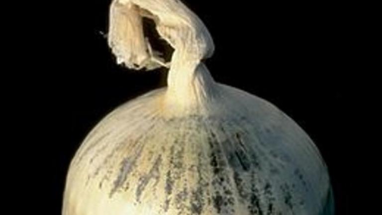 Aspergillus