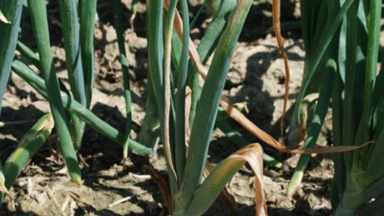 Fusarium