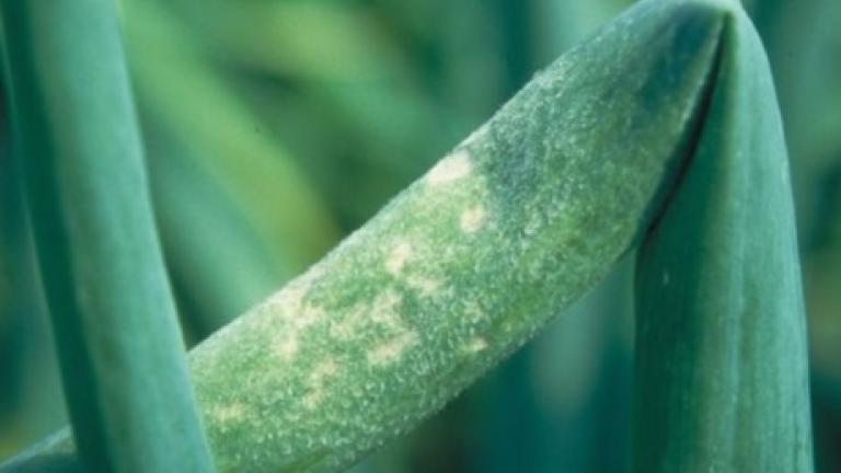 Peronospora