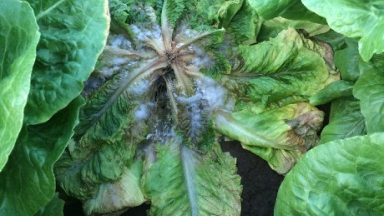 Sclerotinia