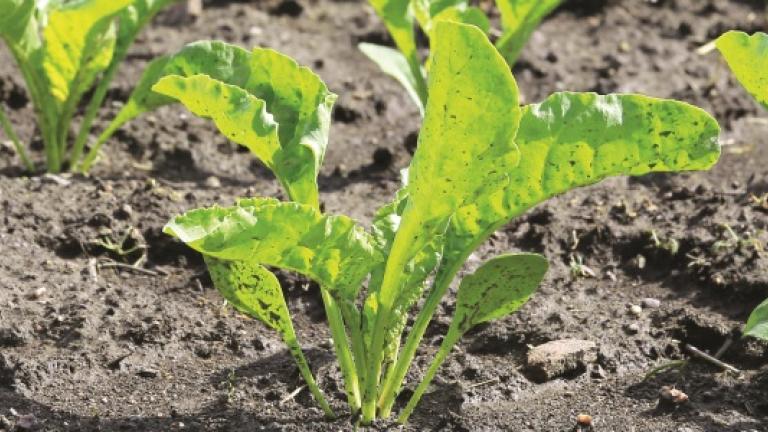 Seedcare veiligheid
