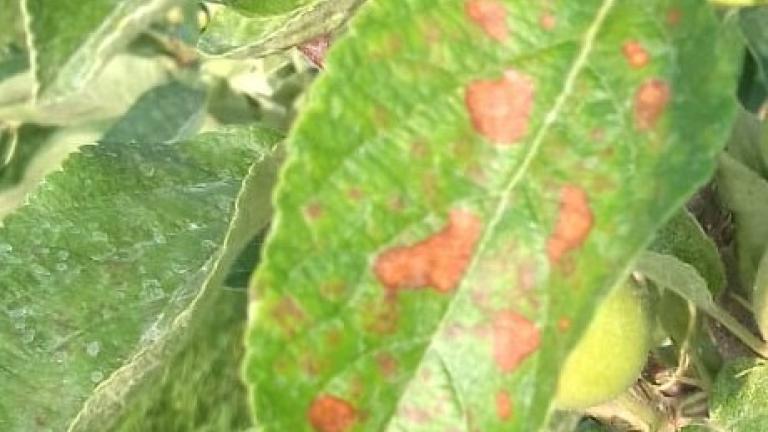 Alternaria
