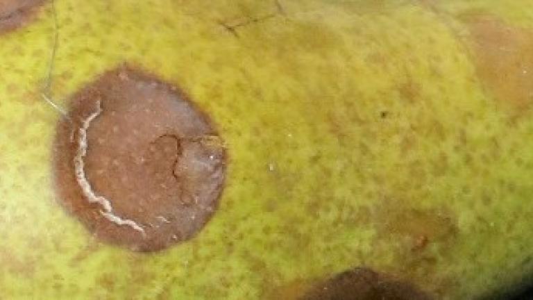 Fusarium