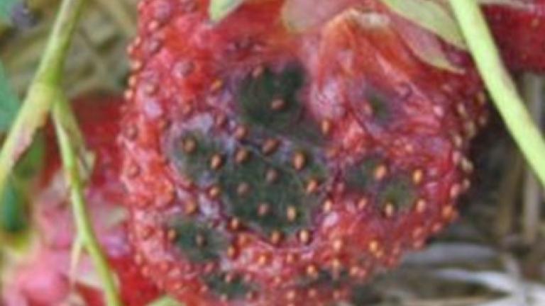 Colletotrichum