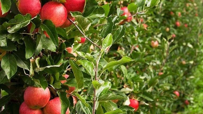 Appels in de boomgaard