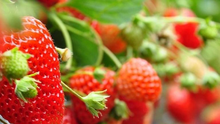 Aardbei