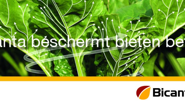 Bicanta de beste bescherming voor schimmelziekten in suikerbieten