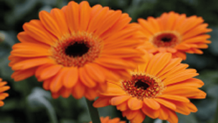 Alibiflora
