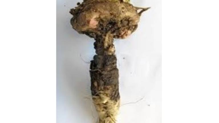 Pythium suikerbieten