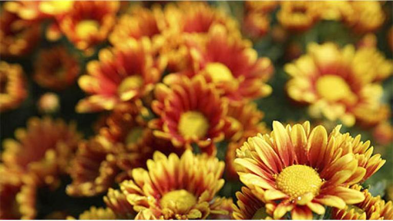 Chrysant