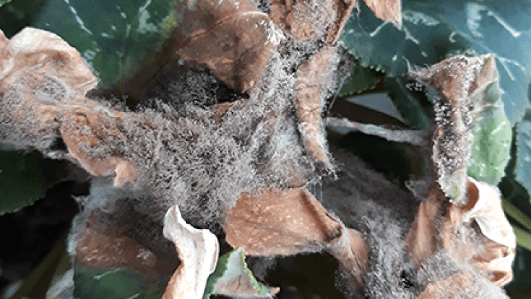 botrytis
