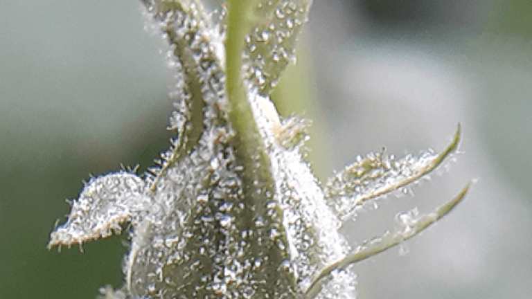 Powdery Mildew / Echte meeldauw