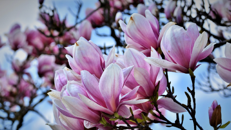 Magnolia