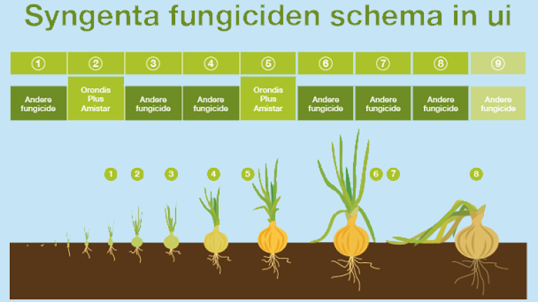 Schema in de ui