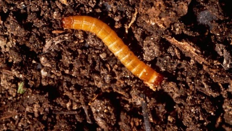 Agriotes
