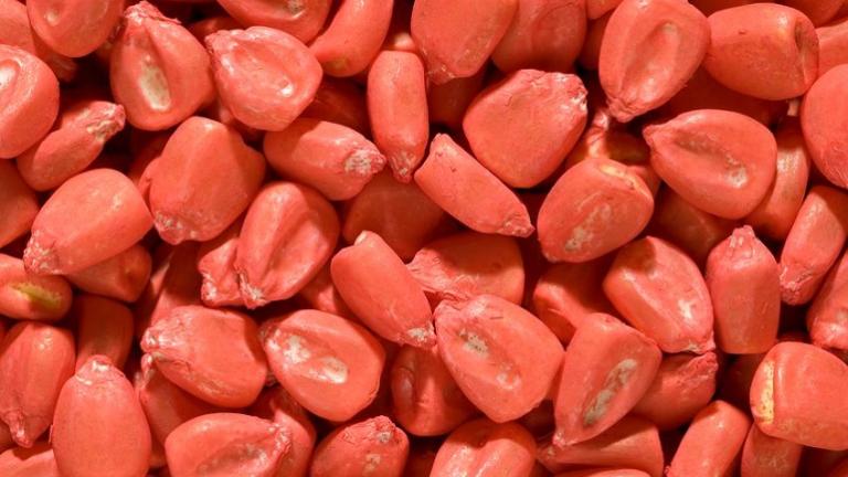 treated corn seed