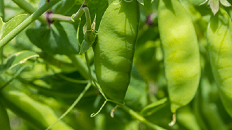 Bonen seedcare