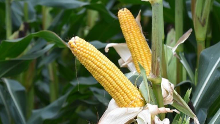 SA1578 SY Nomad Midden vroege kwaliteitsmais Syngenta. Landbouwkundig excellent met zeer hoge voederwaarde(opbrengst)