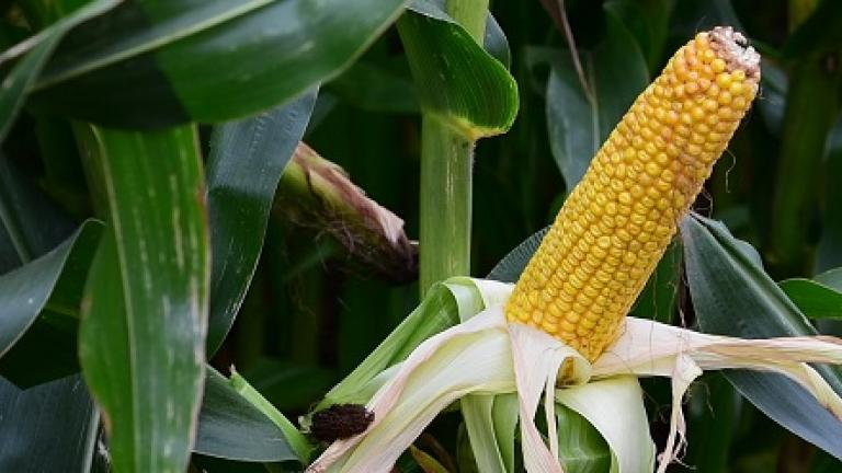 Vroeg maisras SY Telias, hoogste zetmeelopbrengst per hectare. #Syngentamais