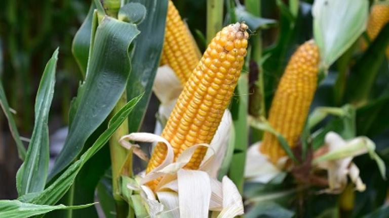SB 0108  SY Silverbull. Ultravroege mais. Zeer stevig Syngenta maisras met de hoogste tolerantie voor kopbrand en builenbrand.