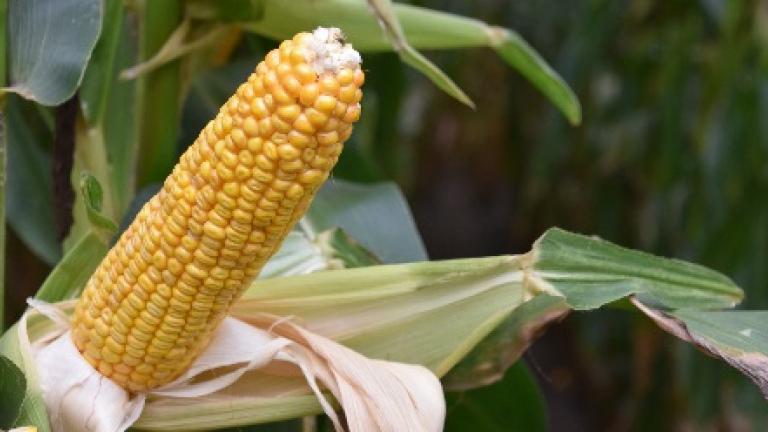 SY Vitamin dubbeldoelmais syngenta zeer stabiele opbrengsten, goede voederwaarde VEM en zetmeel