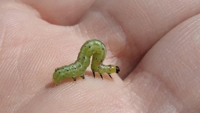 Syngenta ziekten en plagen