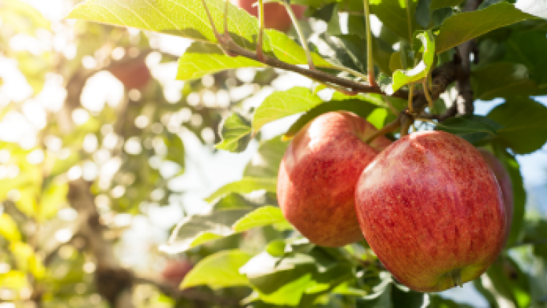 Spuitefficiëntie verbeteren en drift verminderen bij aardbeien of hardfruit? Dit kan met verschillende spuittechnieken.