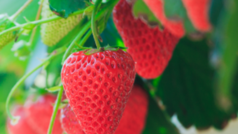 Teaser zachtfruit aardbei