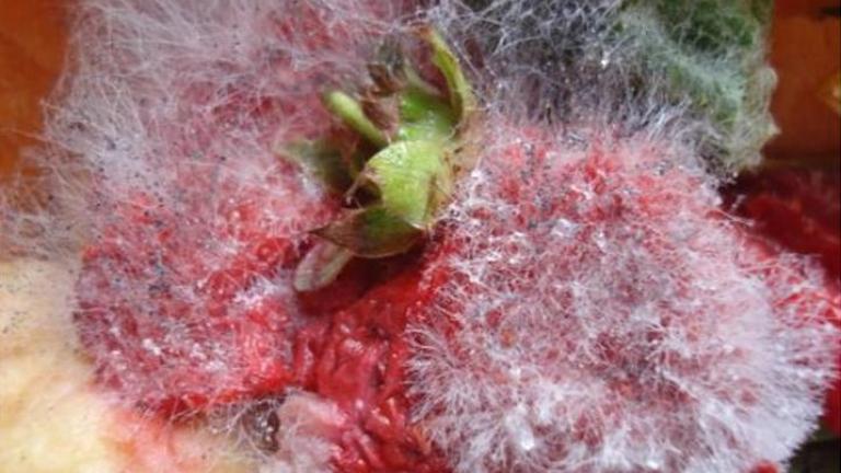 Rhizopus