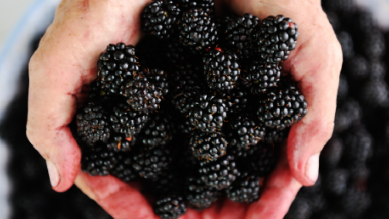 Algemeen fruit expert centrum