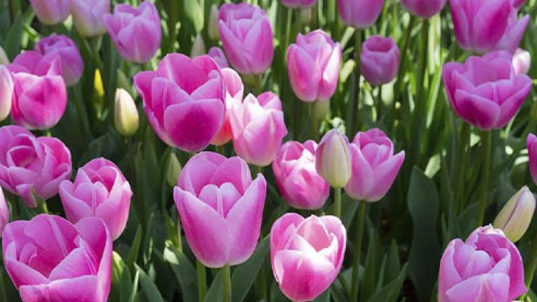 Tulp