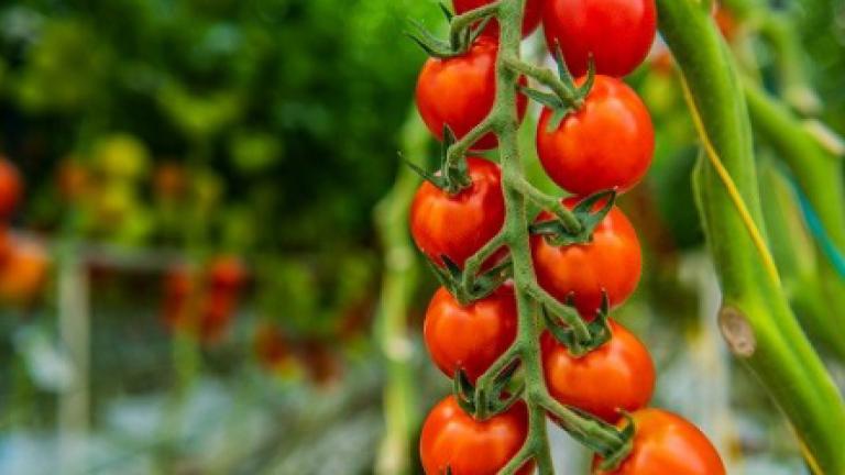 Tomaten