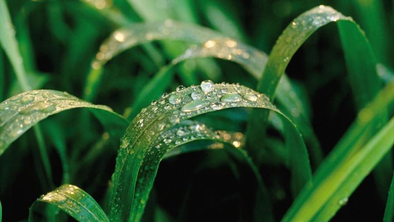 Syngenta ambitie Biologicals
