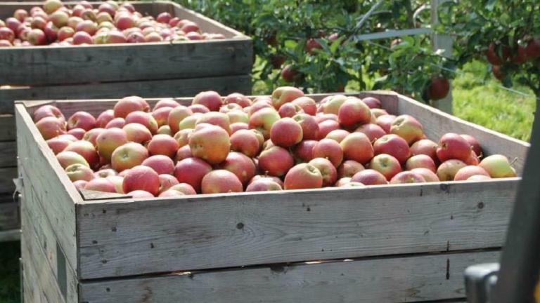 Appels in plukkisten