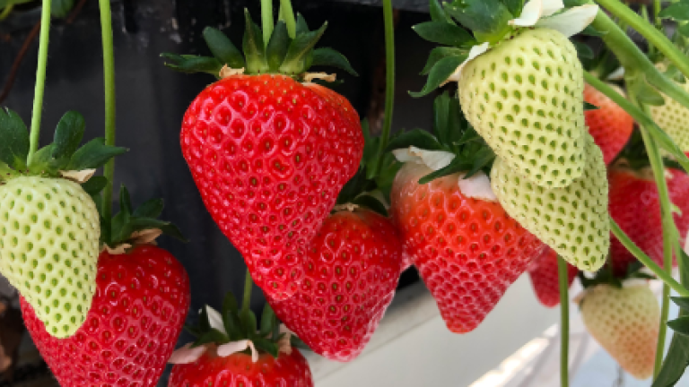 Fruit Expert Centrum Aardbei