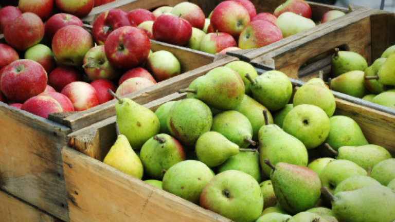 Appel en peer fruit expert centrum