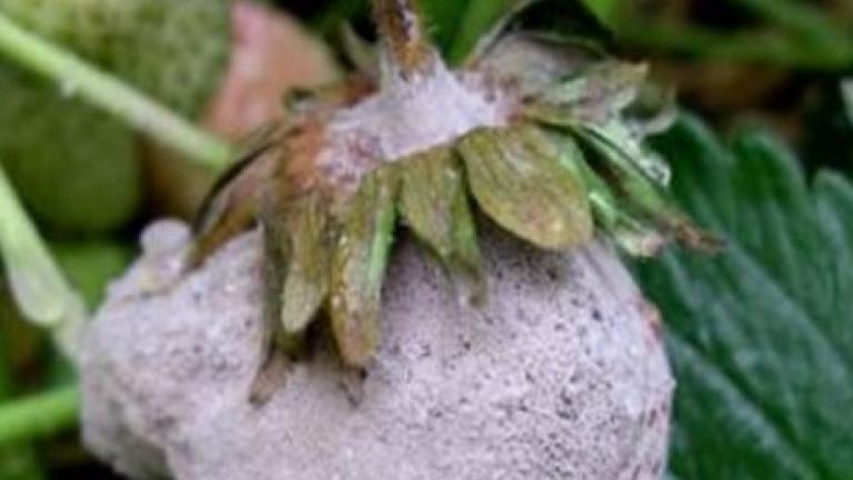 Botrytis