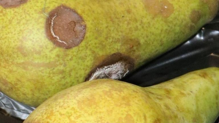 Fusarium