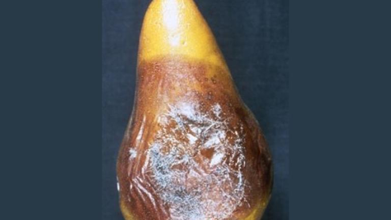 Mucor