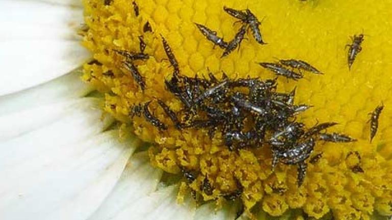 Thrips